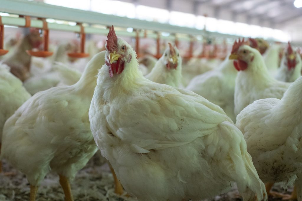 Closeup shot of broiler chickens into the indoor chicken farm