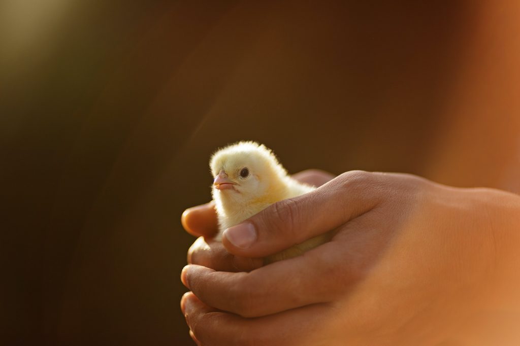 Day-old broiler chick